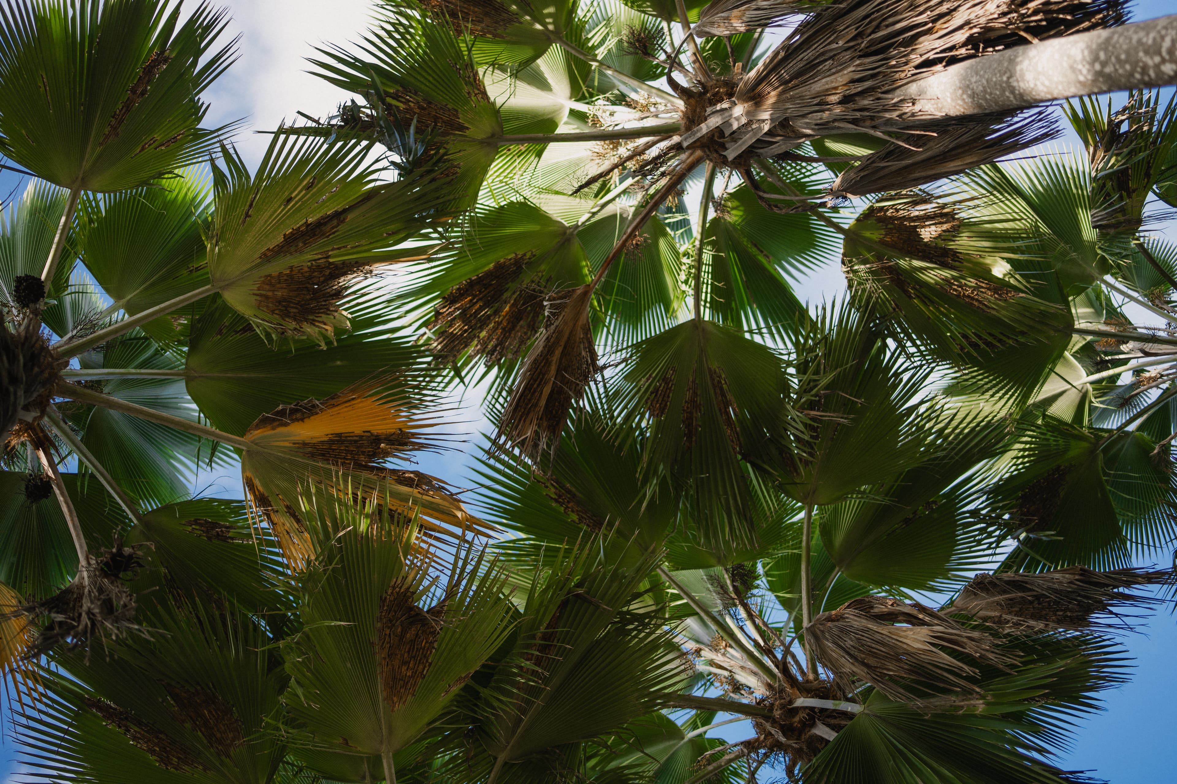 Looking up through a lush Caribbean palm canopy in St. Croix, USVI