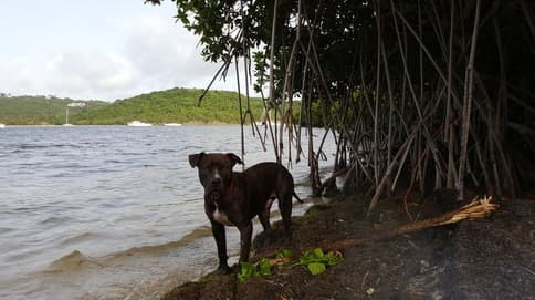 Mowgli, BushTribe Eco Adventures guide on St. Croix, USVI
